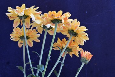 Siyah arka planda sarı kasımpatı çiçekleri