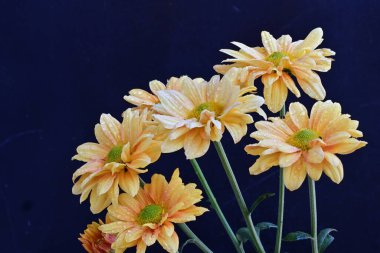 Siyah arka planda sarı kasımpatı çiçekleri