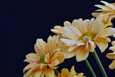 Siyah arka planda sarı kasımpatı çiçekleri