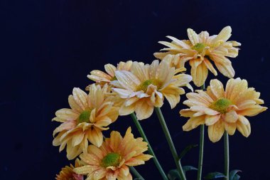 Siyah arka planda sarı kasımpatı çiçekleri