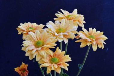 Siyah arka planda sarı kasımpatı çiçekleri