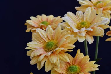 Siyah arka planda sarı kasımpatı çiçekleri