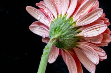 Gerbera çiçeği koyu arkaplanda