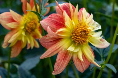 Bahçedeki renkli Gerbera çiçekleri 