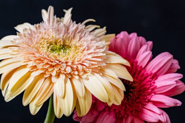 Koyu arkaplandaki güzel Gerbera çiçeklerinin yakın görüntüsü