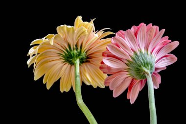 Koyu arkaplandaki güzel Gerbera çiçeklerinin yakın görüntüsü