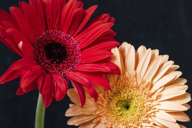 Güzel gerbera çiçek yakın