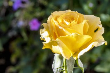 Bahçedeki güzel gül çiçeği