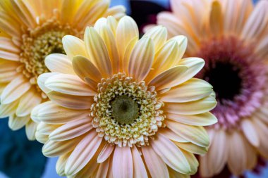 Bahçedeki renkli Gerbera çiçekleri 