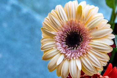 Gerbera çiçeği koyu arkaplanda