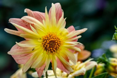 Yaz bahçesindeki güzel çiçeklerin yakın görüntüsü.