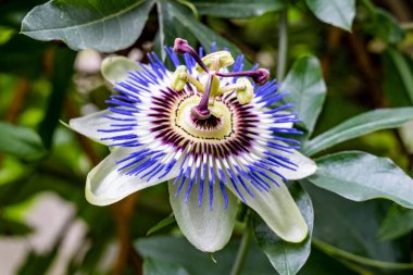 Güzel tutku çiçeğinin yakın görüntüsü