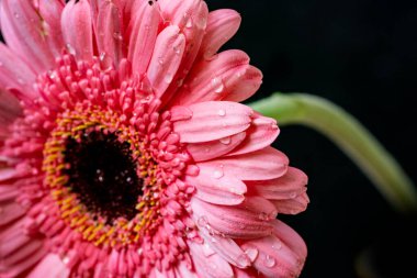 Gerbera çiçeği koyu arkaplanda