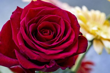 Arka planda güzel güller, kapat