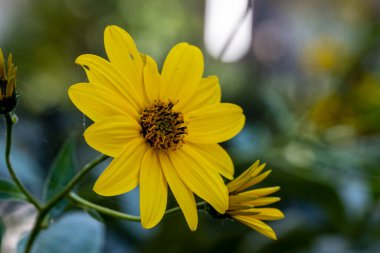 Gerbera çiçeği koyu arkaplanda