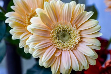 Gerbera çiçeği koyu arkaplanda