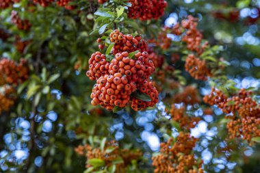 Arka planda çiçek açan güzel çiçeklerin yakın görüntüsü