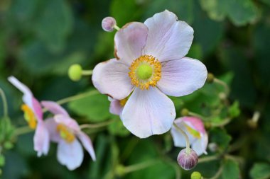 Bahçedeki pembe çiçekleri kapat.