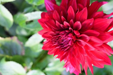 Kasımpatı çiçeği bahçeye yakın. 