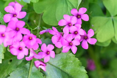 Bahçede büyüyen pembe çiçeklerin yakın görüntüsü
