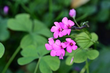 Bahçede büyüyen pembe çiçeklerin yakın görüntüsü