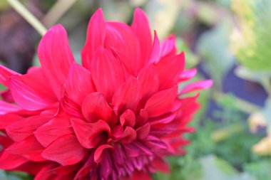 Bahçede büyüyen pembe çiçeklerin yakın görüntüsü