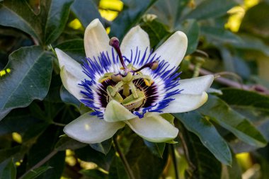Güzel tutku çiçeğinin yakın görüntüsü
