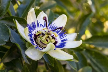Güzel tutku çiçeğinin yakın görüntüsü