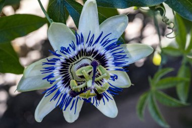 Güzel tutku çiçeğinin yakın görüntüsü