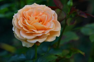 Kapalı - güzel sarı bir gül 