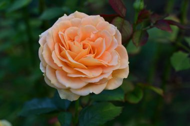 Kapalı - güzel sarı bir gül 