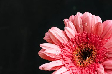 Koyu arkaplanda güzel Gerbera yakın plan görüntüsü