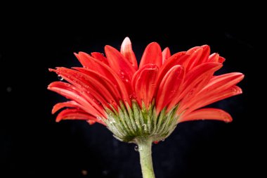 Gerbera çiçeği koyu arkaplanda