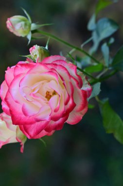 Bahçedeki gül çiçeği bulanık arka planda