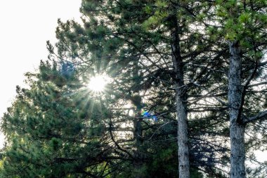 Yeşil ormandaki ağaçlar ve çalılar