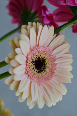 Bahçedeki güzel Gerbera çiçekleri