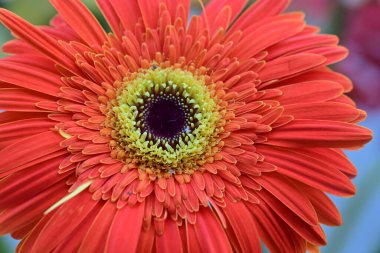 Bahçedeki güzel Gerbera çiçekleri