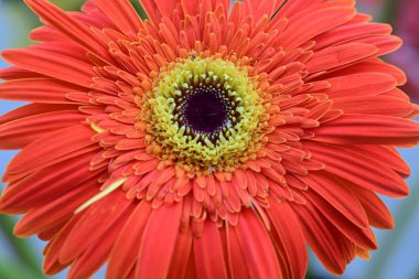 Bahçedeki güzel Gerbera çiçekleri