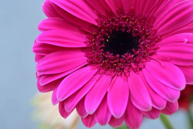 Bahçedeki güzel Gerbera çiçekleri