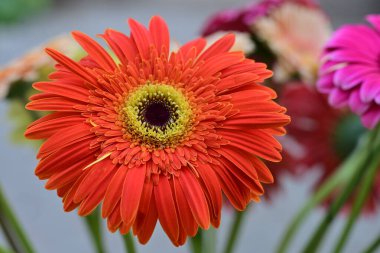 Bahçedeki güzel Gerbera çiçekleri