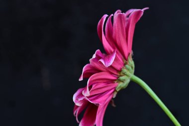 Siyah arka planda güzel pembe gerbera çiçeği