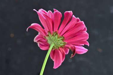 Siyah arka planda güzel pembe gerbera çiçeği