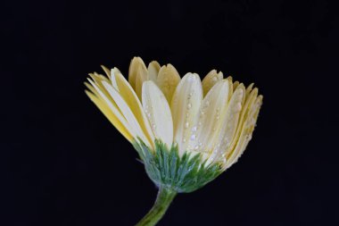 Güzel bir Gerbera çiçeğine yaklaş