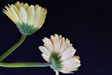 Bahçedeki güzel Gerbera çiçekleri