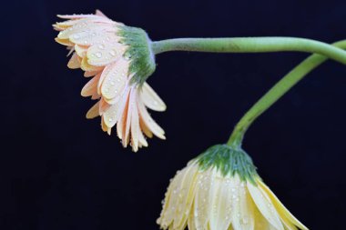 Bahçedeki güzel Gerbera çiçekleri