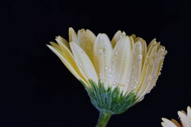 Güzel bir Gerbera çiçeğine yaklaş