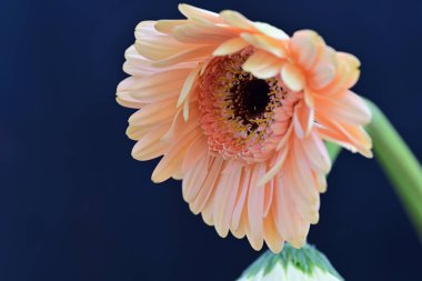 Gerbera çiçeği koyu arkaplanda