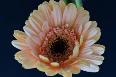 Gerbera çiçeği koyu arkaplanda