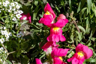 Bahçedeki pembe çiçekleri kapat.