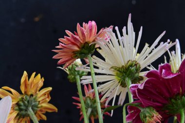 Gerbera çiçeği koyu arkaplanda